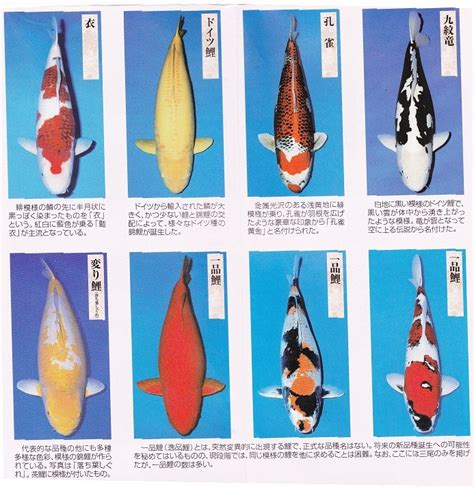 鯉魚品種|錦鯉の種類 人気品種は？錦鯉の違い・見分け方を徹底解説！ 